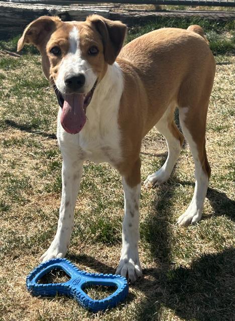 SADIE, Adoptable, Young Female Australian Cattle Dog / Blue Heeler & Brittany Spaniel.