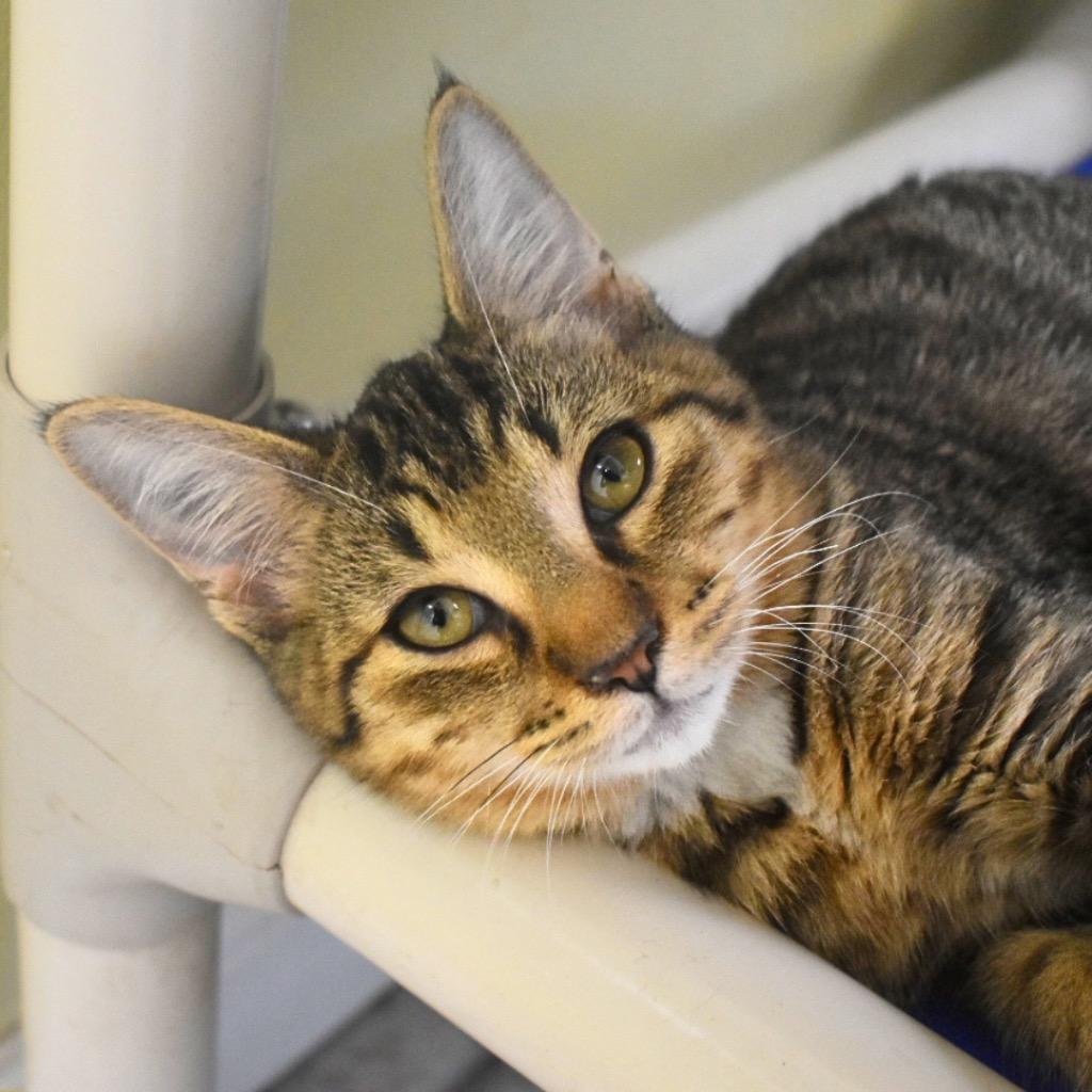 Enlarge Trent, a Adoptable mixed breed in Saint Petersburg, FL image 1/1