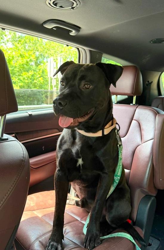 JOEY, an adopted mixed breed in Pegram, TN image 2/6
