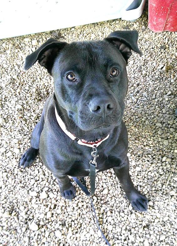 Enlarge JOEY, a ADOPTABLE mixed breed in Pegram, TN image 3/5