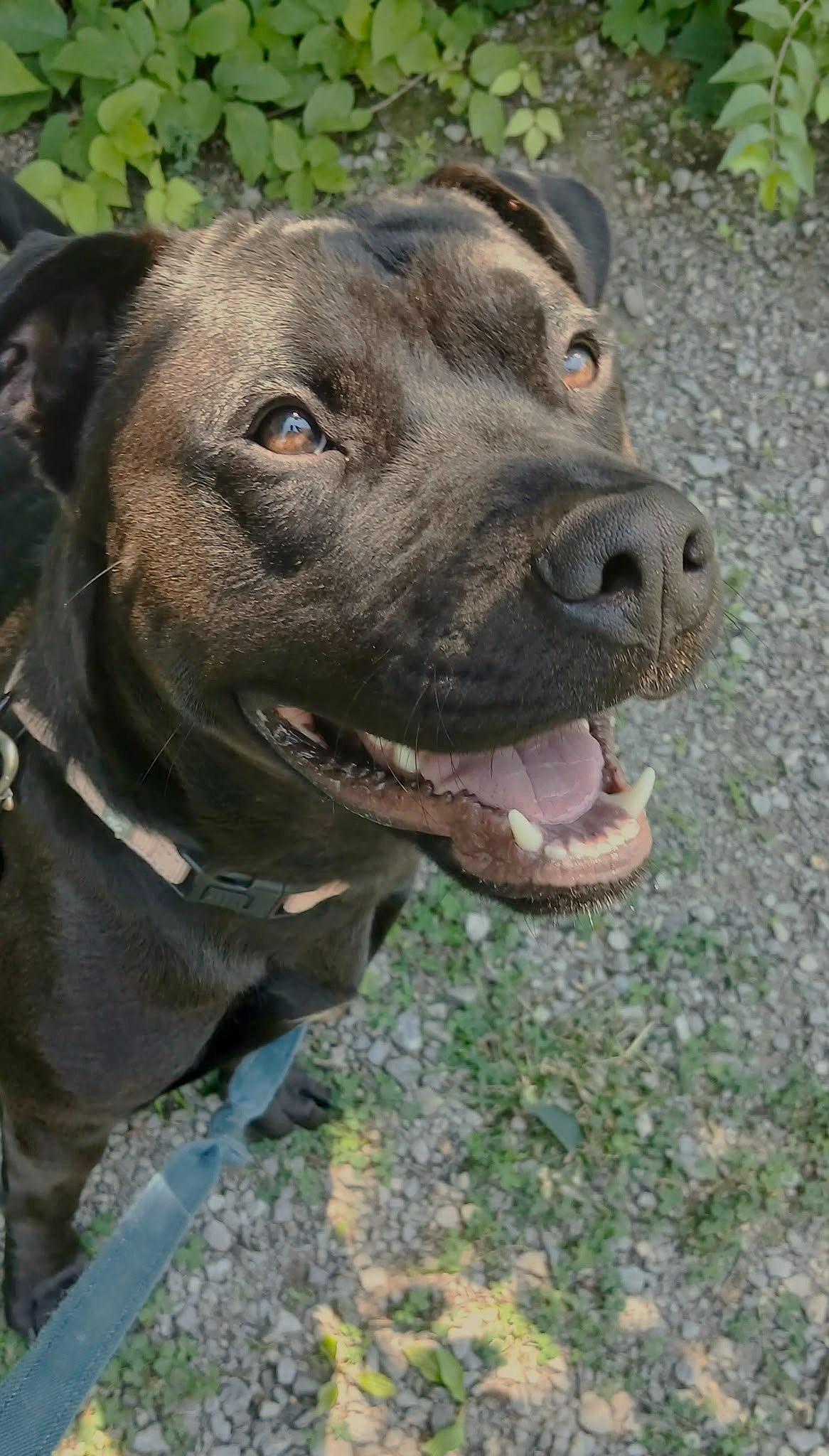 Enlarge JOEY, a ADOPTABLE mixed breed in Pegram, TN image 4/5