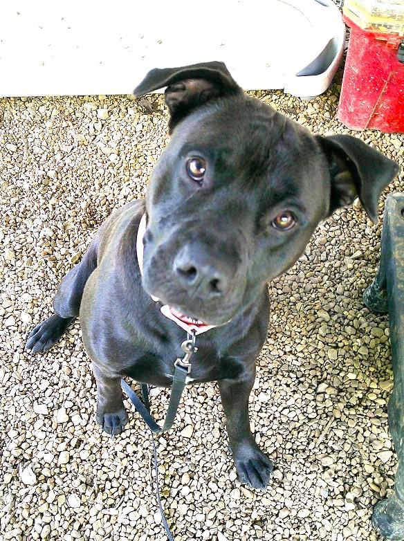 Enlarge JOEY, a ADOPTABLE mixed breed in Pegram, TN image 5/5