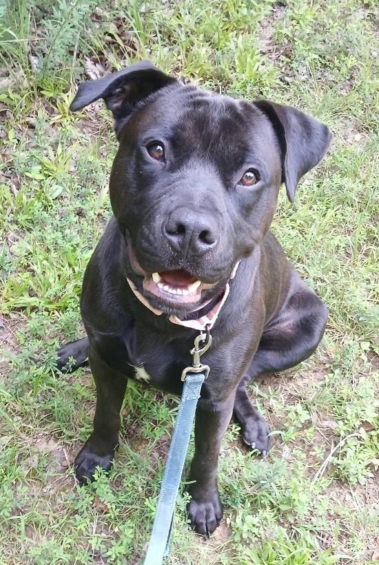 JOEY, an adopted mixed breed in Pegram, TN image 3/6