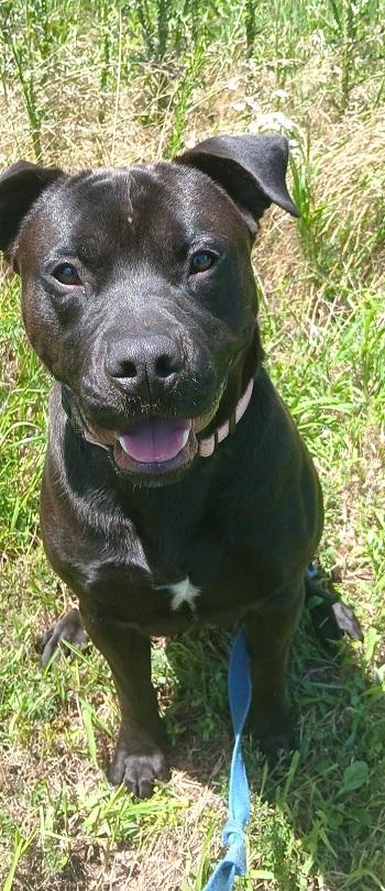 Enlarge JOEY, a ADOPTABLE mixed breed in Pegram, TN image 2/5