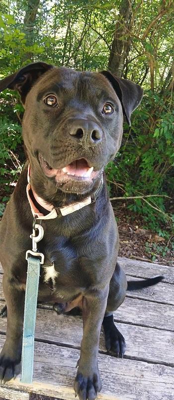 Enlarge JOEY, a ADOPTABLE mixed breed in Pegram, TN image 1/5