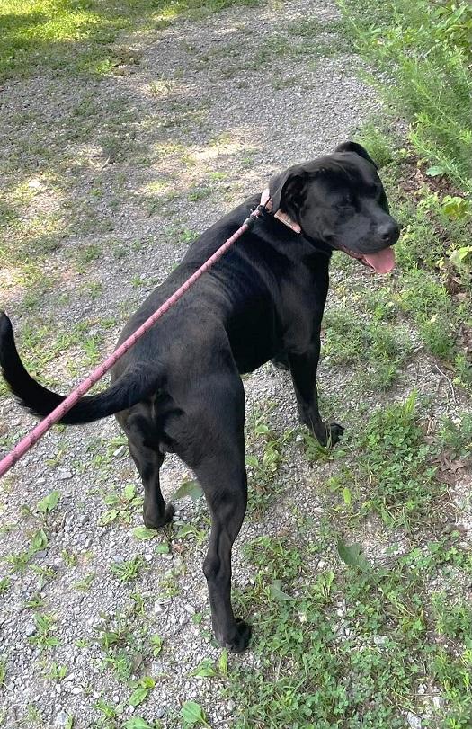 JOEY, an adopted mixed breed in Pegram, TN image 5/6