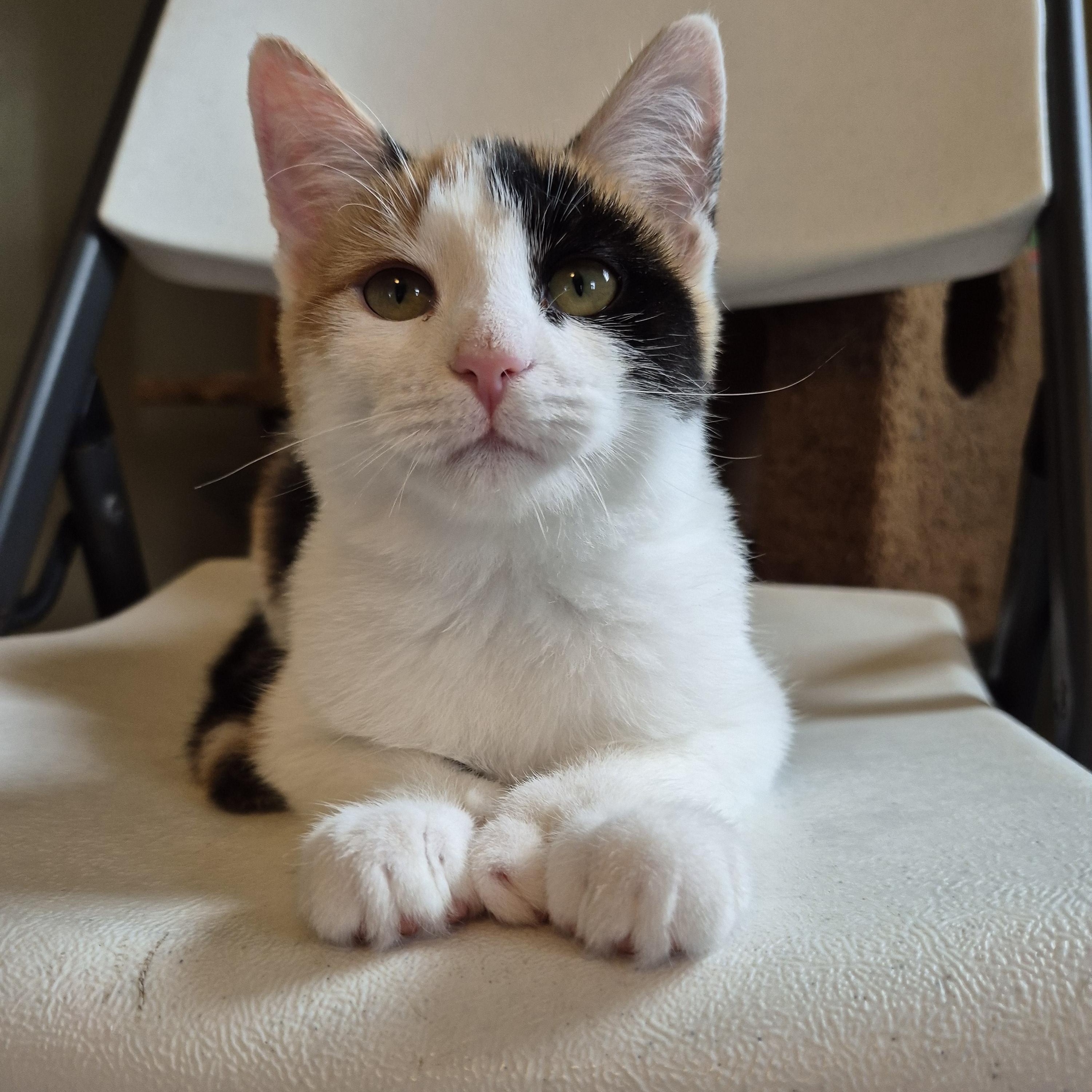 Jackie, an adopted Domestic Short Hair in Tioga, PA image 4/6
