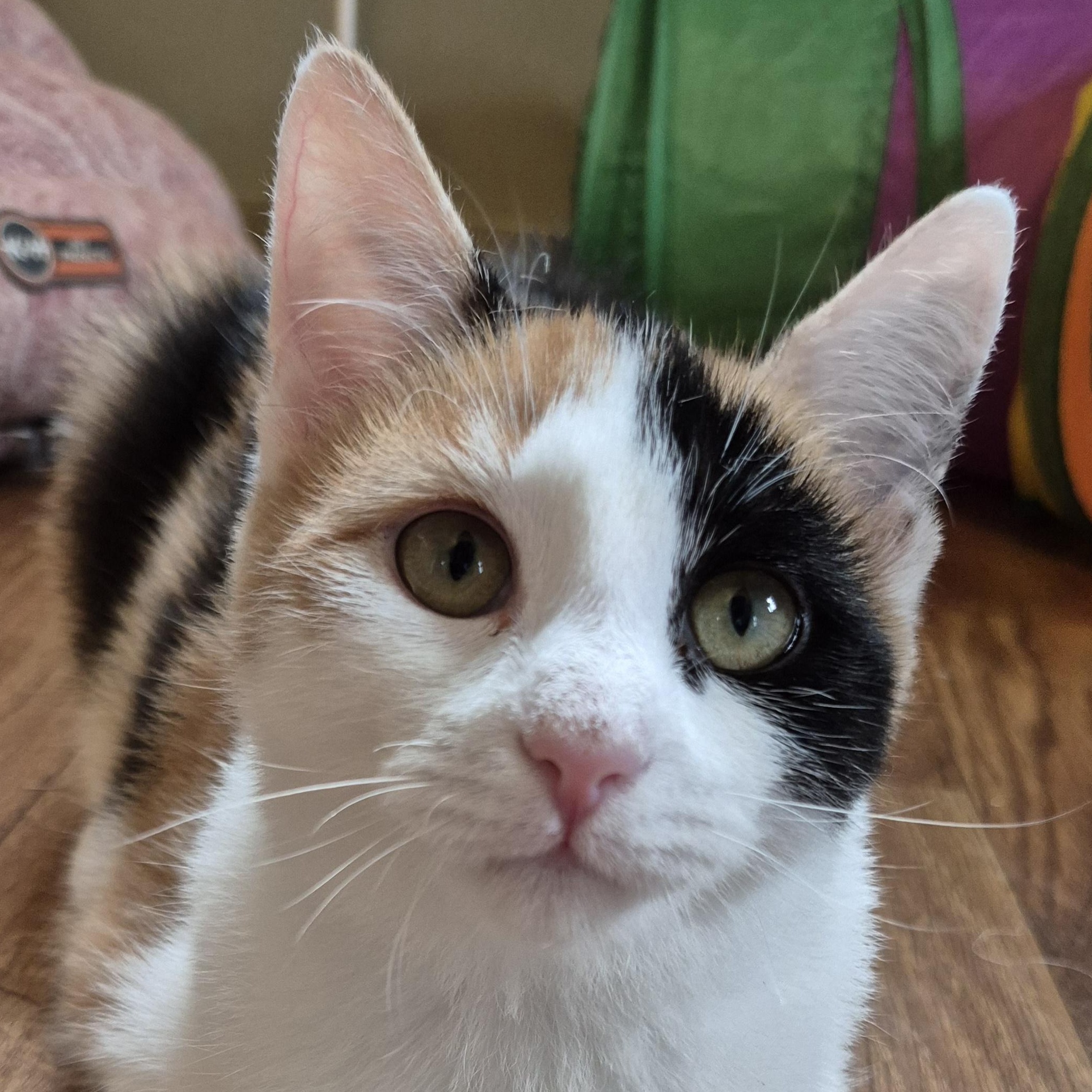 Jackie, an adopted Domestic Short Hair in Tioga, PA image 1/6
