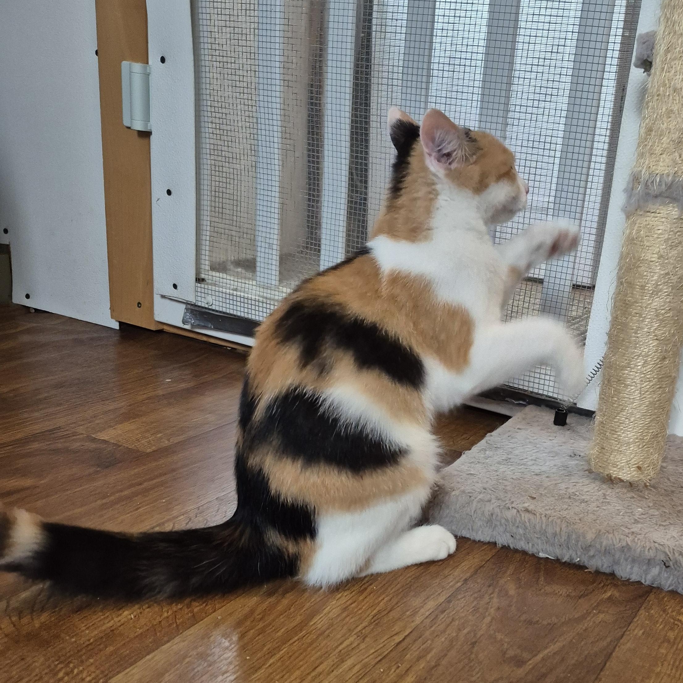 Jackie, an adopted Domestic Short Hair in Tioga, PA image 6/6