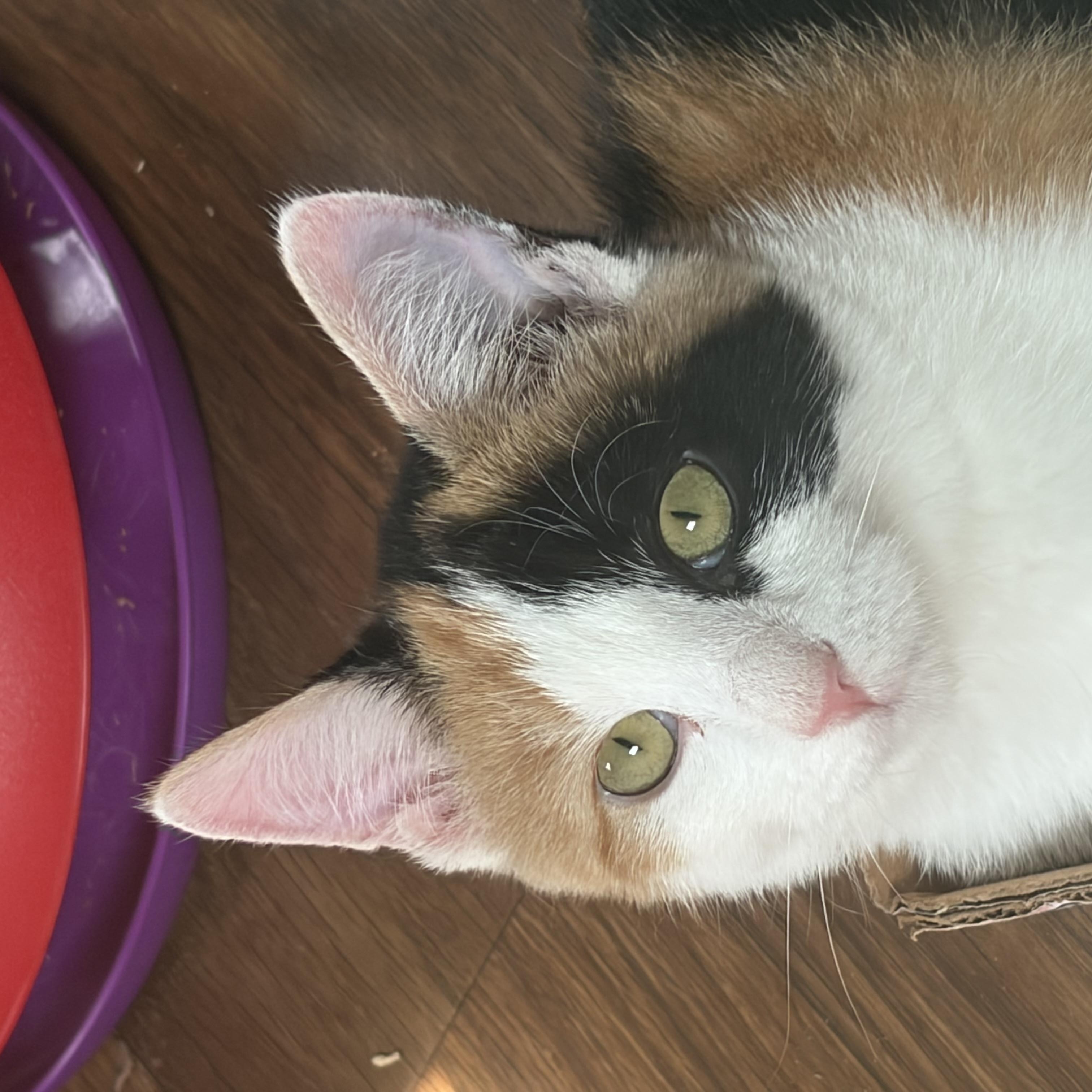 Jackie, an adopted Domestic Short Hair in Tioga, PA image 5/6