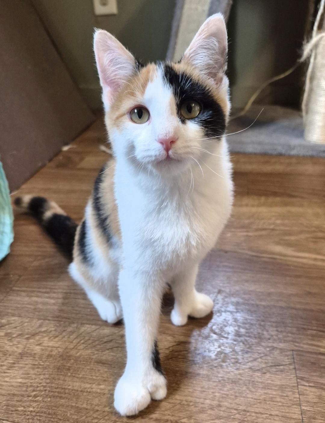 Jackie, an adopted Domestic Short Hair in Tioga, PA image 2/6