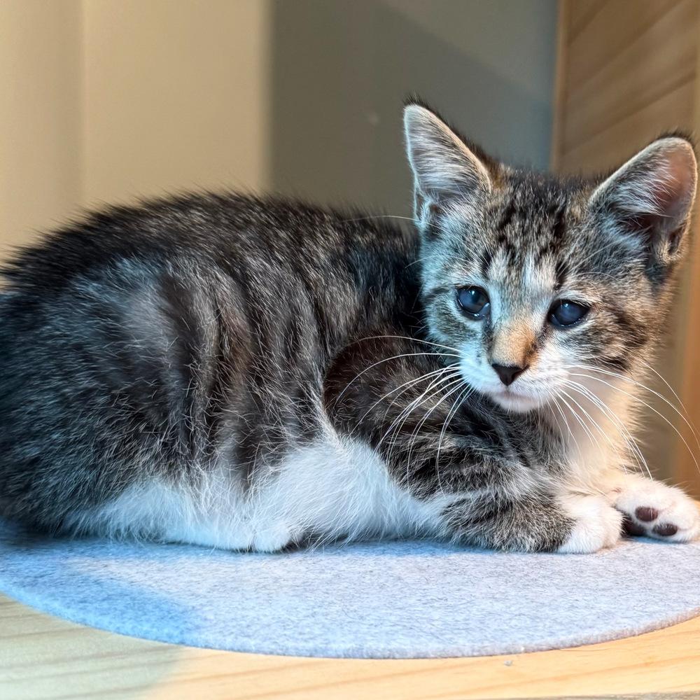 Tippy, Adoptable, Kitten Male Domestic Short Hair.