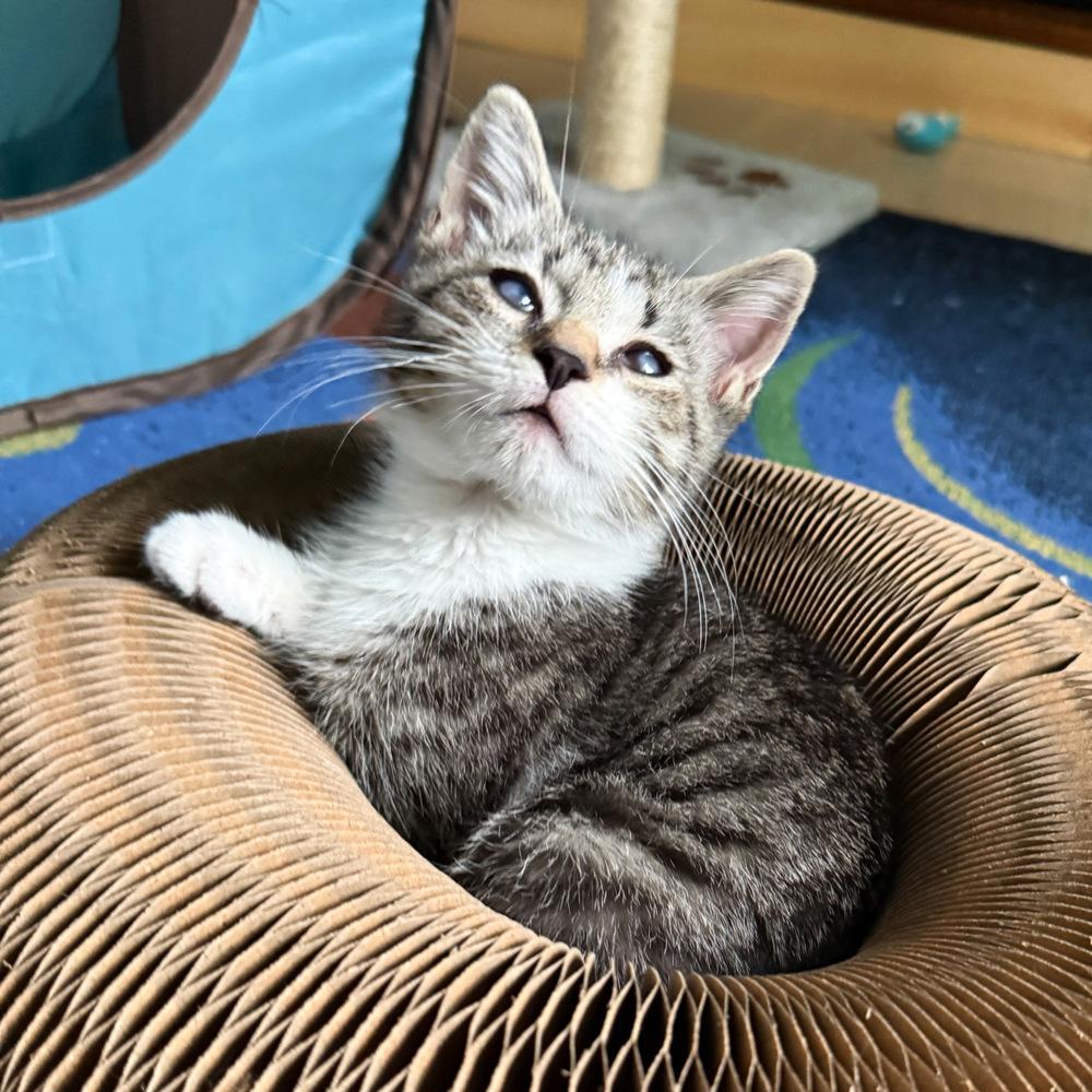Enlarge Tippy, a Adoptable Domestic Short Hair in Silver Spring, MD image 2/4