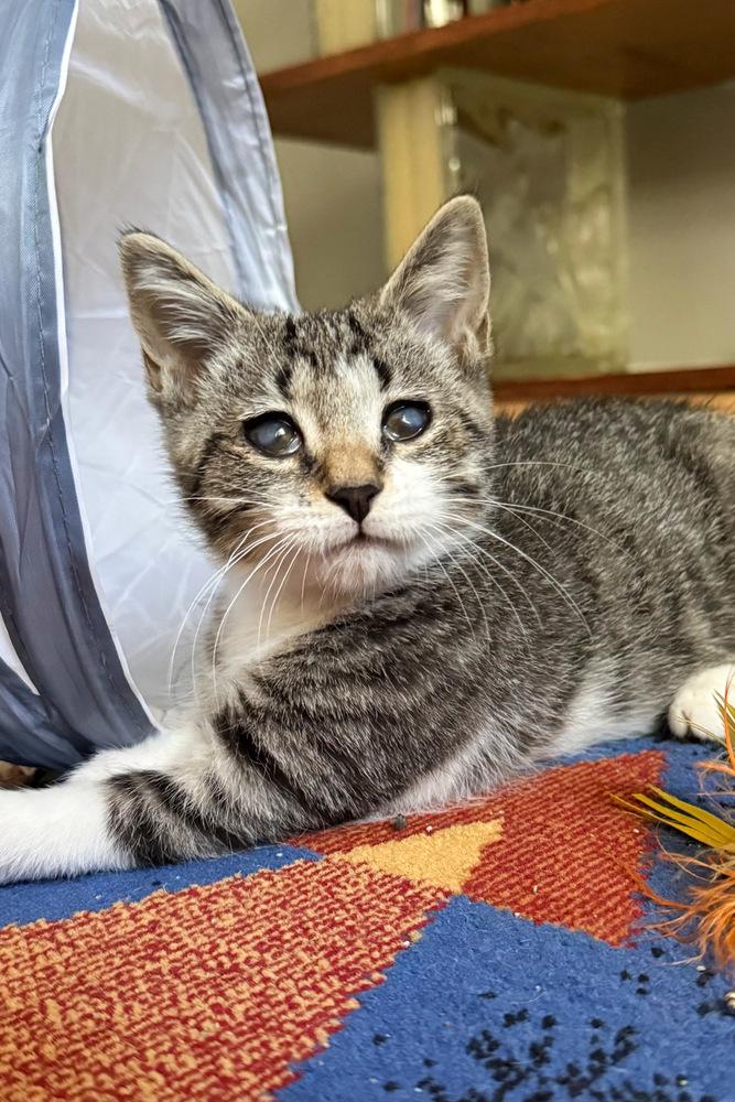 Enlarge Tippy, a Adoptable Domestic Short Hair in Silver Spring, MD image 3/4