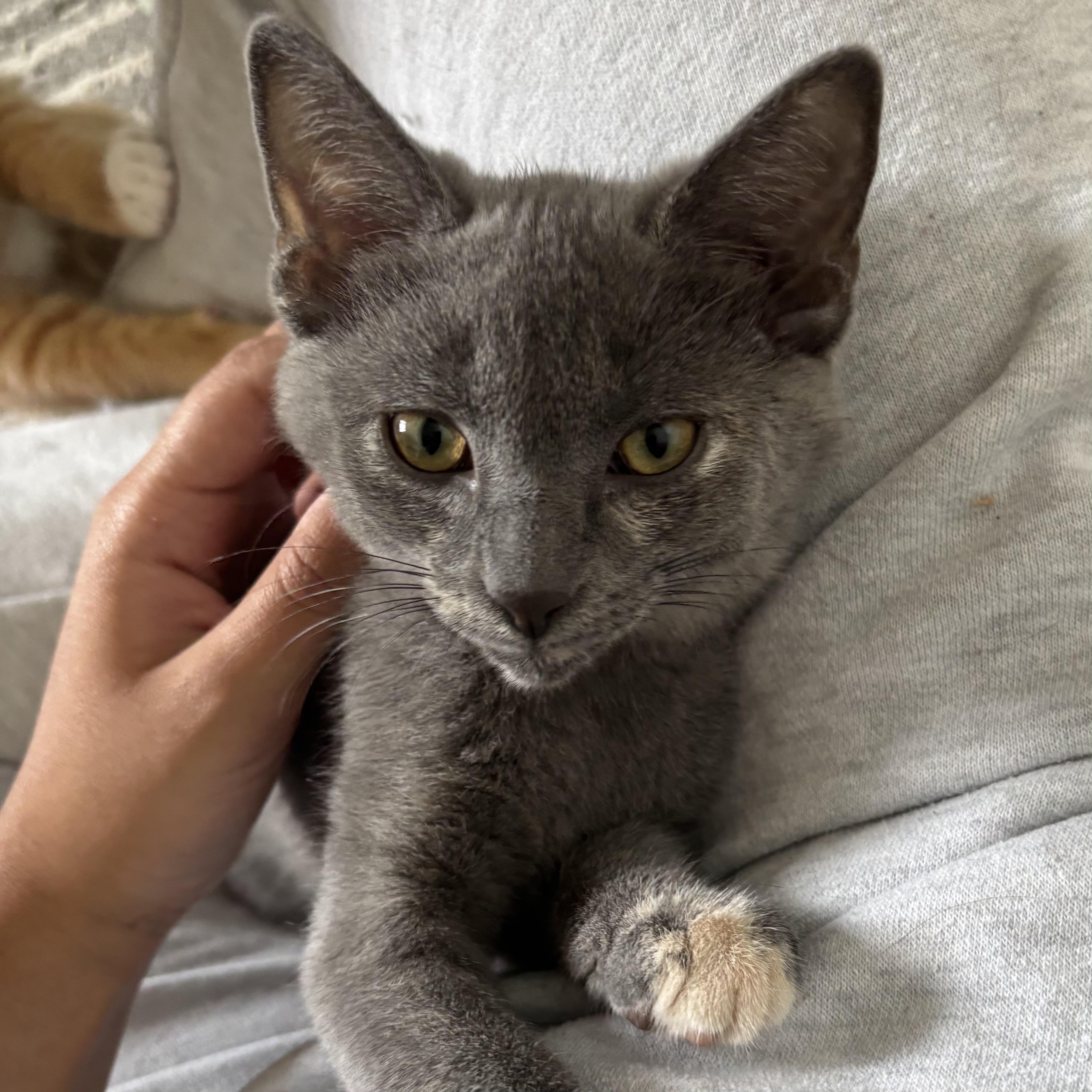 Gracie, an adopted Domestic Short Hair in Richmond Hill, ON image 5/5