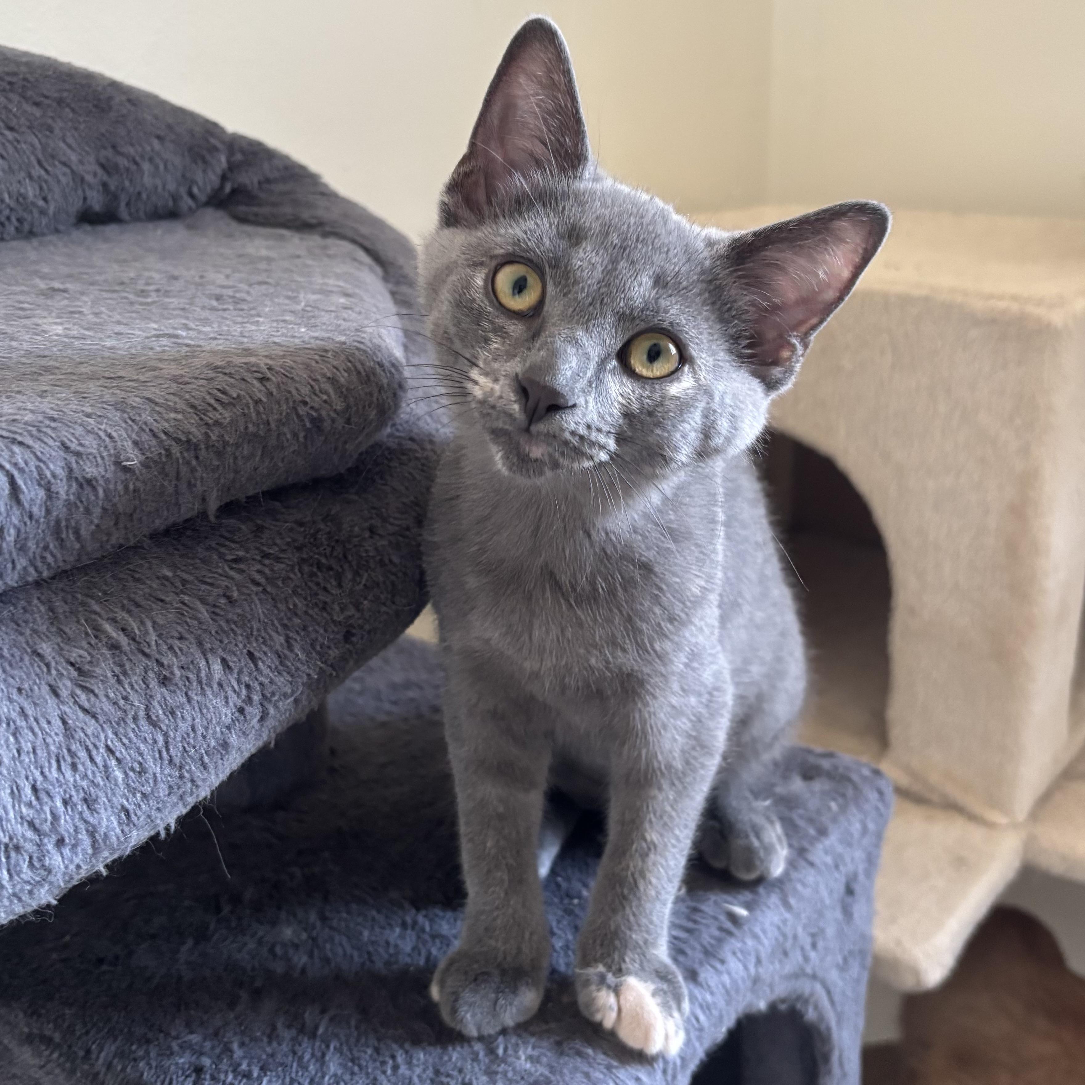 Gracie, adopted, Kitten Female Domestic Short Hair.