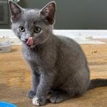 Gracie, an adopted Domestic Short Hair in Richmond Hill, ON image 2/5