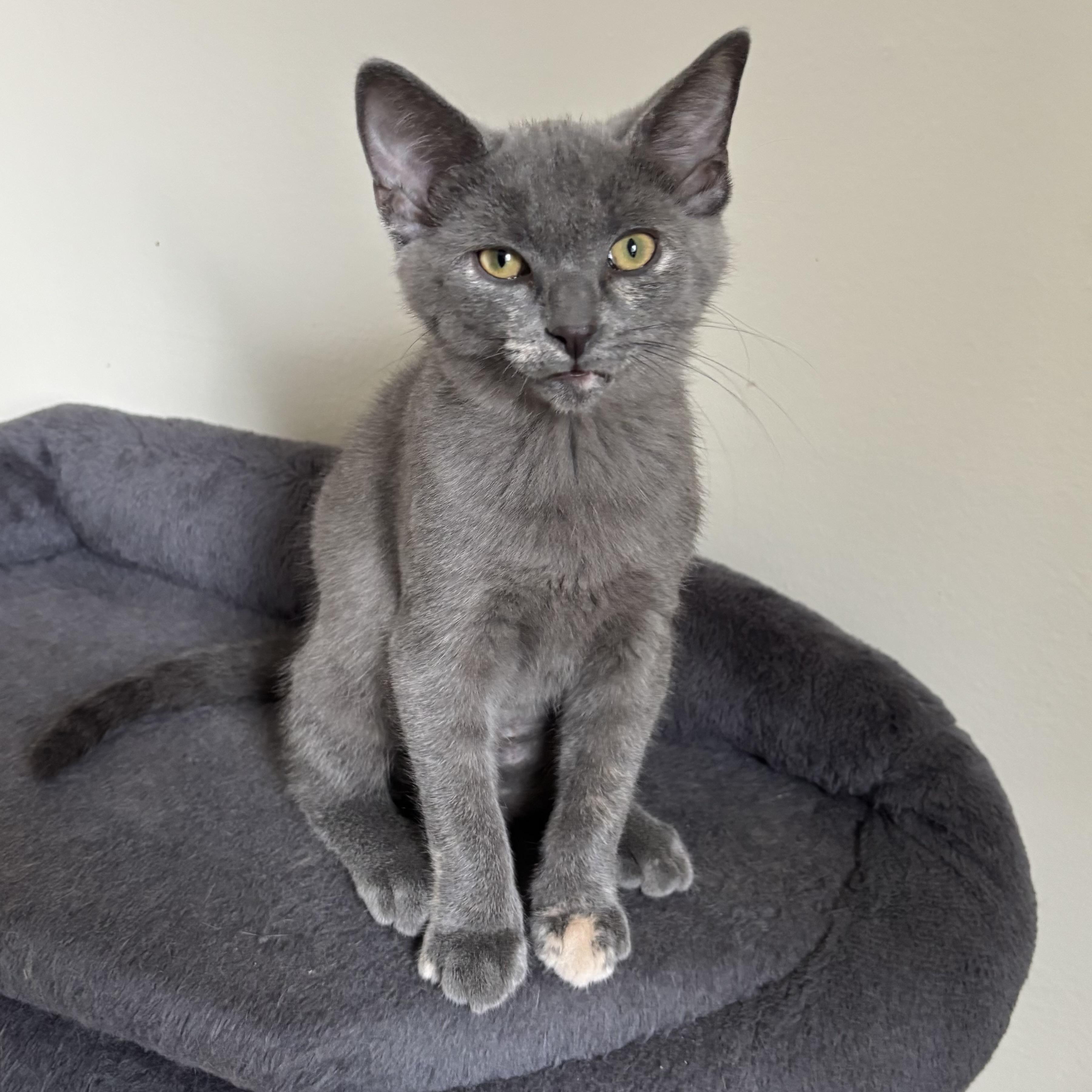 Gracie, an adopted Domestic Short Hair in Richmond Hill, ON image 3/5