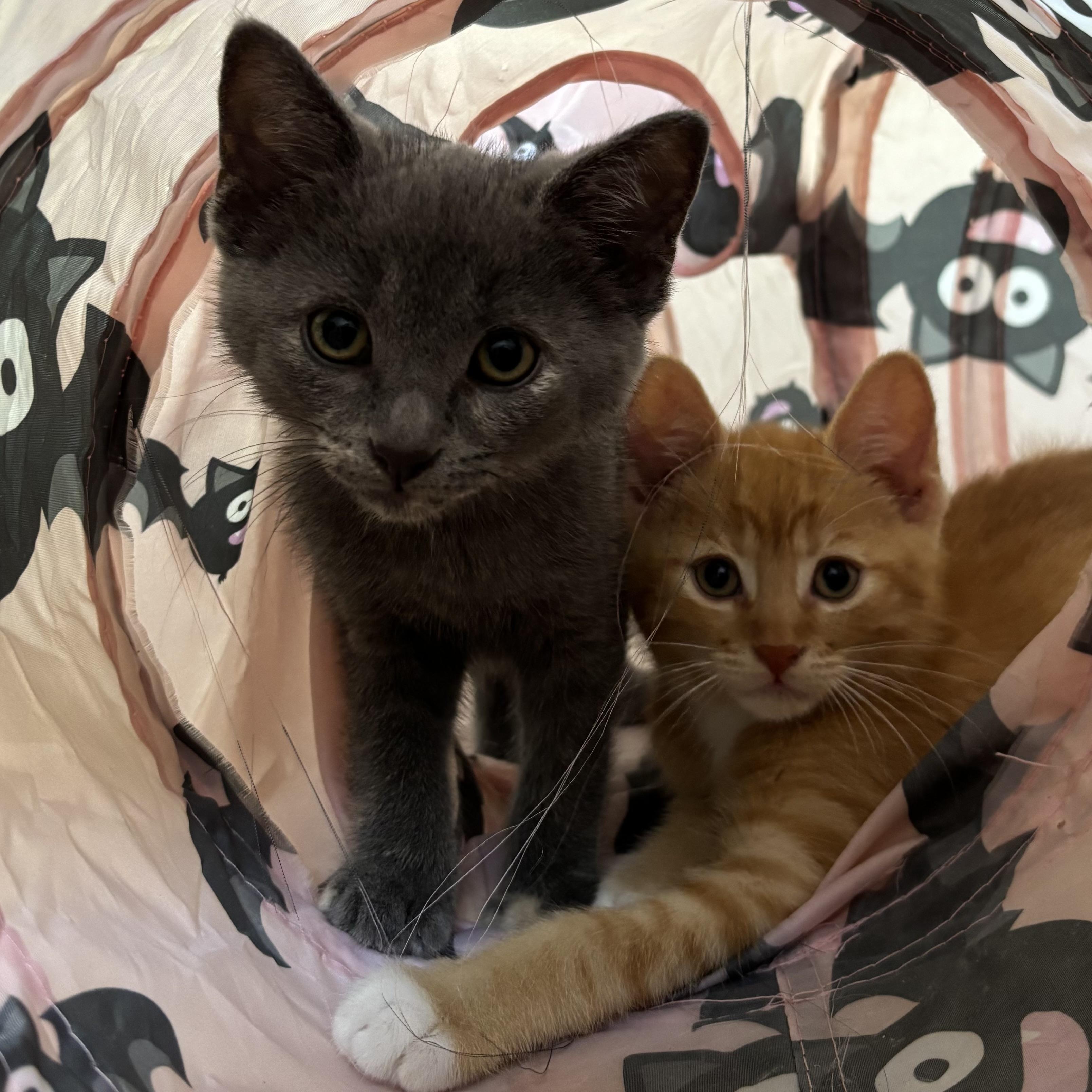 Gracie, an adopted Domestic Short Hair in Richmond Hill, ON image 4/5