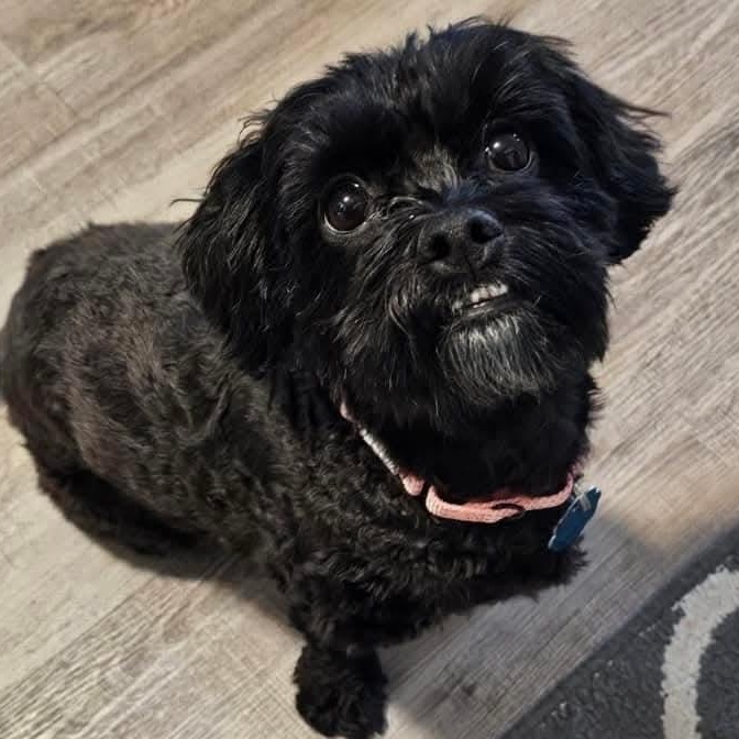 Stormi, ADOPTABLE, Adult Female Shih Tzu & Maltese.