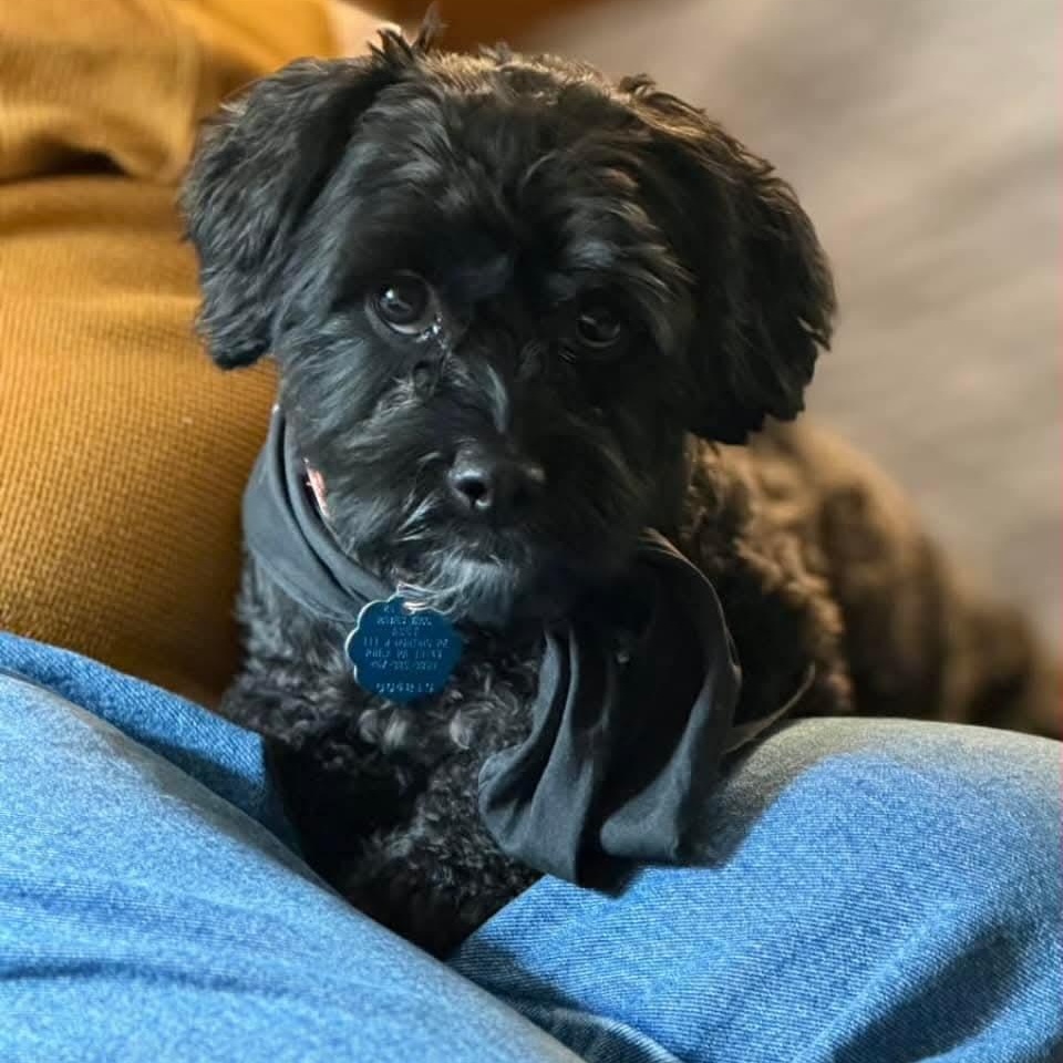 Enlarge Stormi, a ADOPTABLE mixed breed in Mount Bethel, PA image 2/5