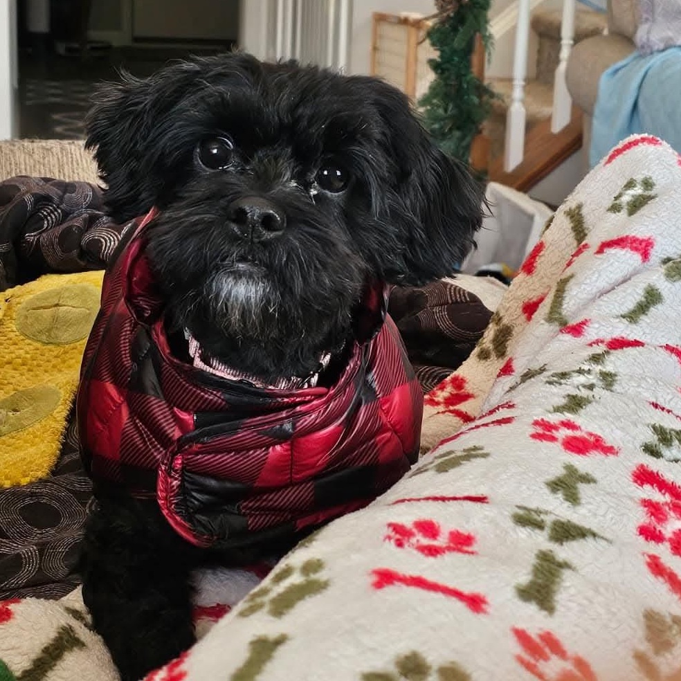 Enlarge Stormi, a ADOPTABLE mixed breed in Mount Bethel, PA image 2/5