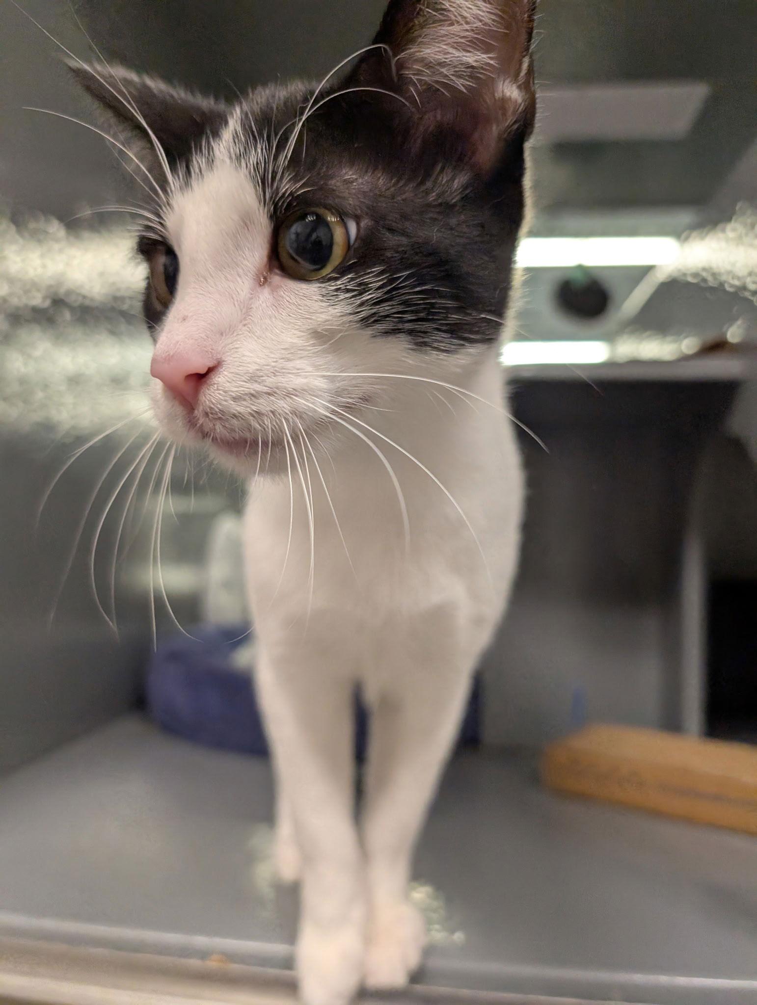 Cocoa, Adoptable, Young Male Domestic Short Hair.