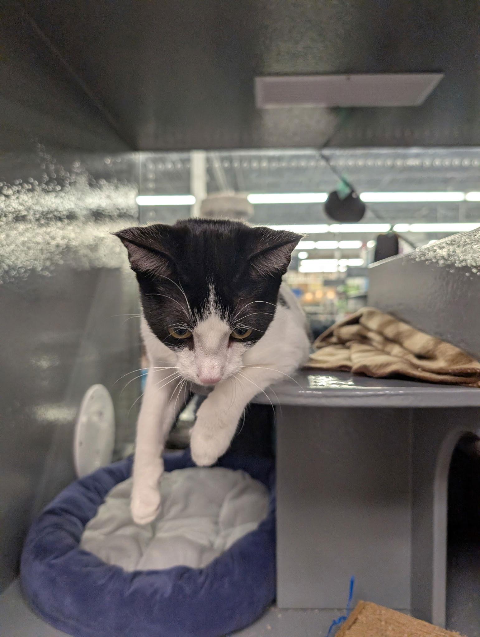 Enlarge Cocoa, a Adoptable Domestic Short Hair in Prosper, TX image 3/3