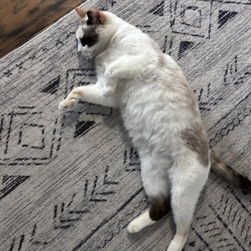 Enlarge Opalite, a Adoptable Siamese in Bountiful, UT image 2/5