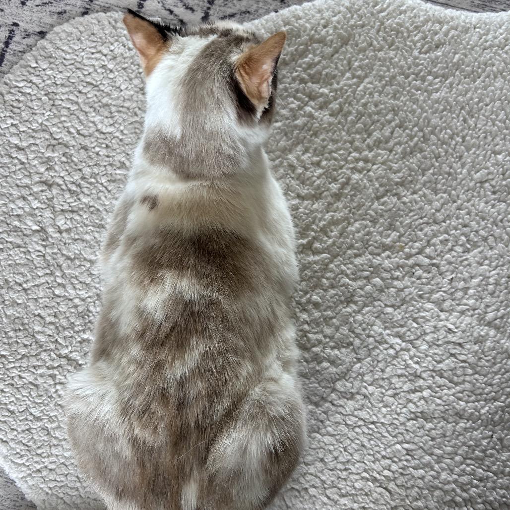 Enlarge Opalite, a Adoptable Siamese in Bountiful, UT image 3/5