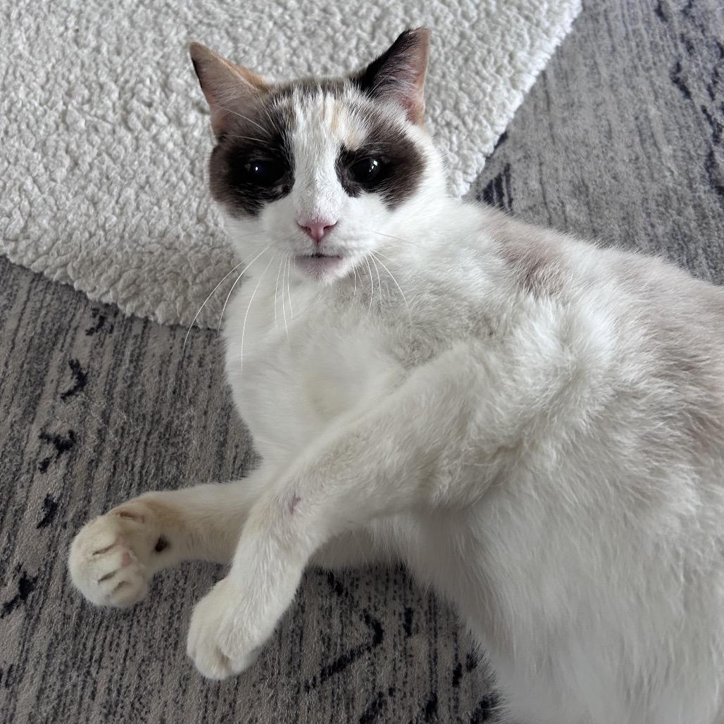 Enlarge Opalite, a Adoptable Siamese in Bountiful, UT image 4/5