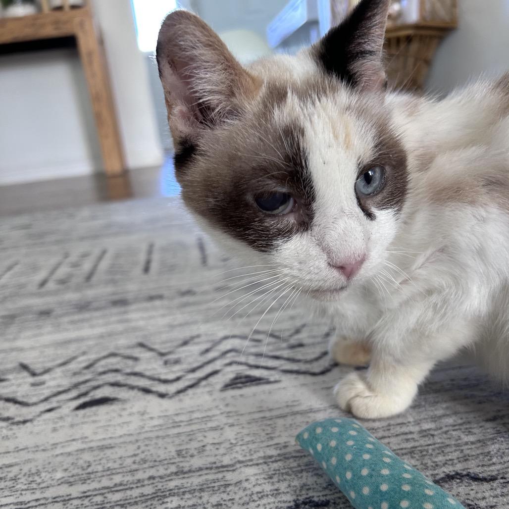 Enlarge Opalite, a Adoptable Siamese in Bountiful, UT image 5/5