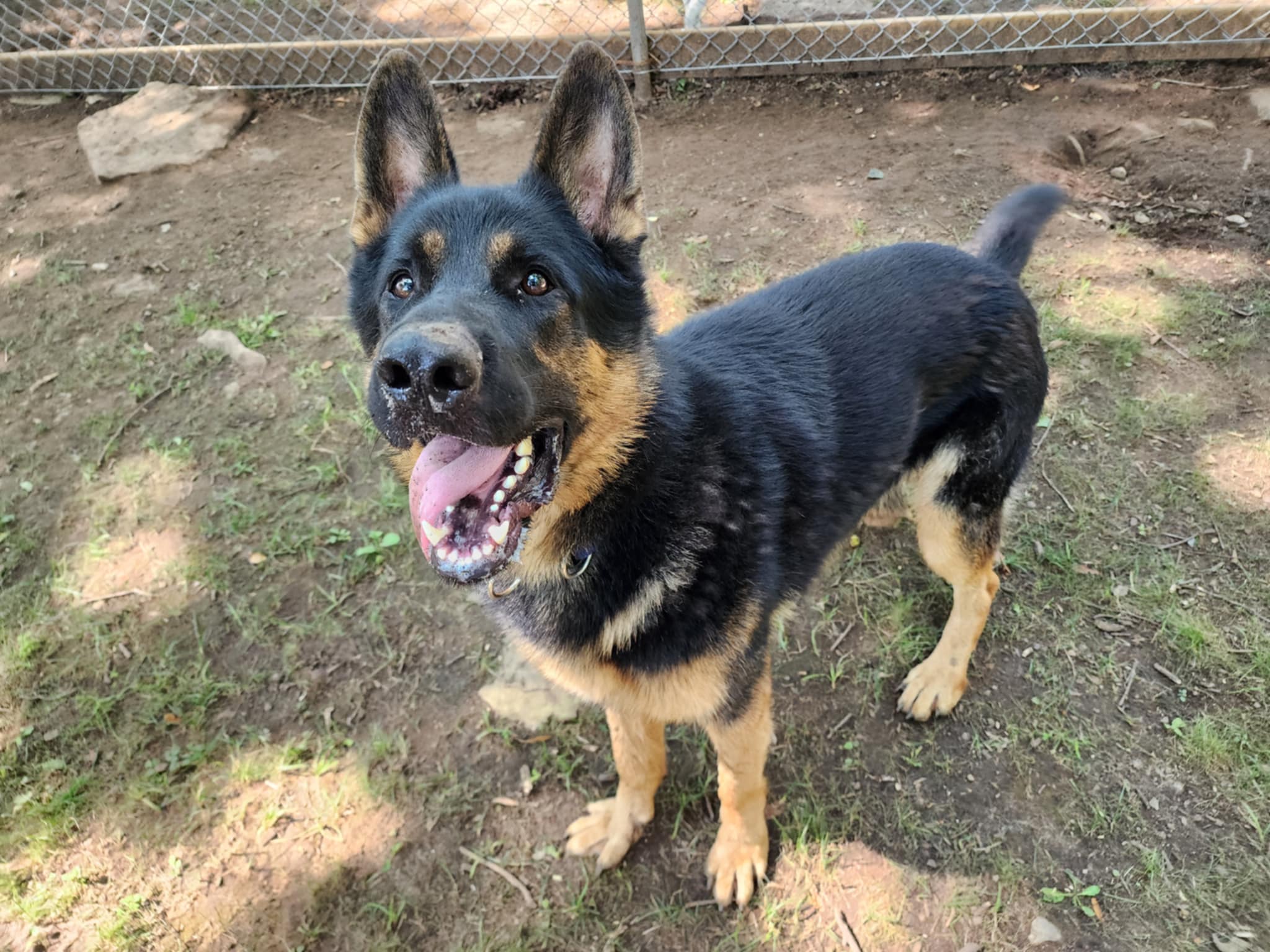 Max, a Adopted German Shepherd Dog in Addison, ON image 1/3