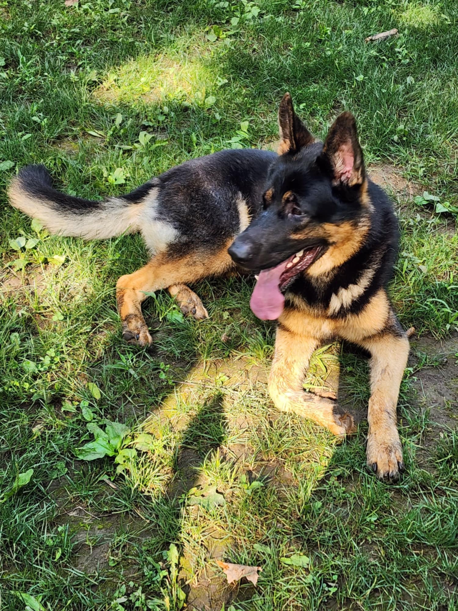 Max, a Adopted German Shepherd Dog in Addison, ON image 3/3