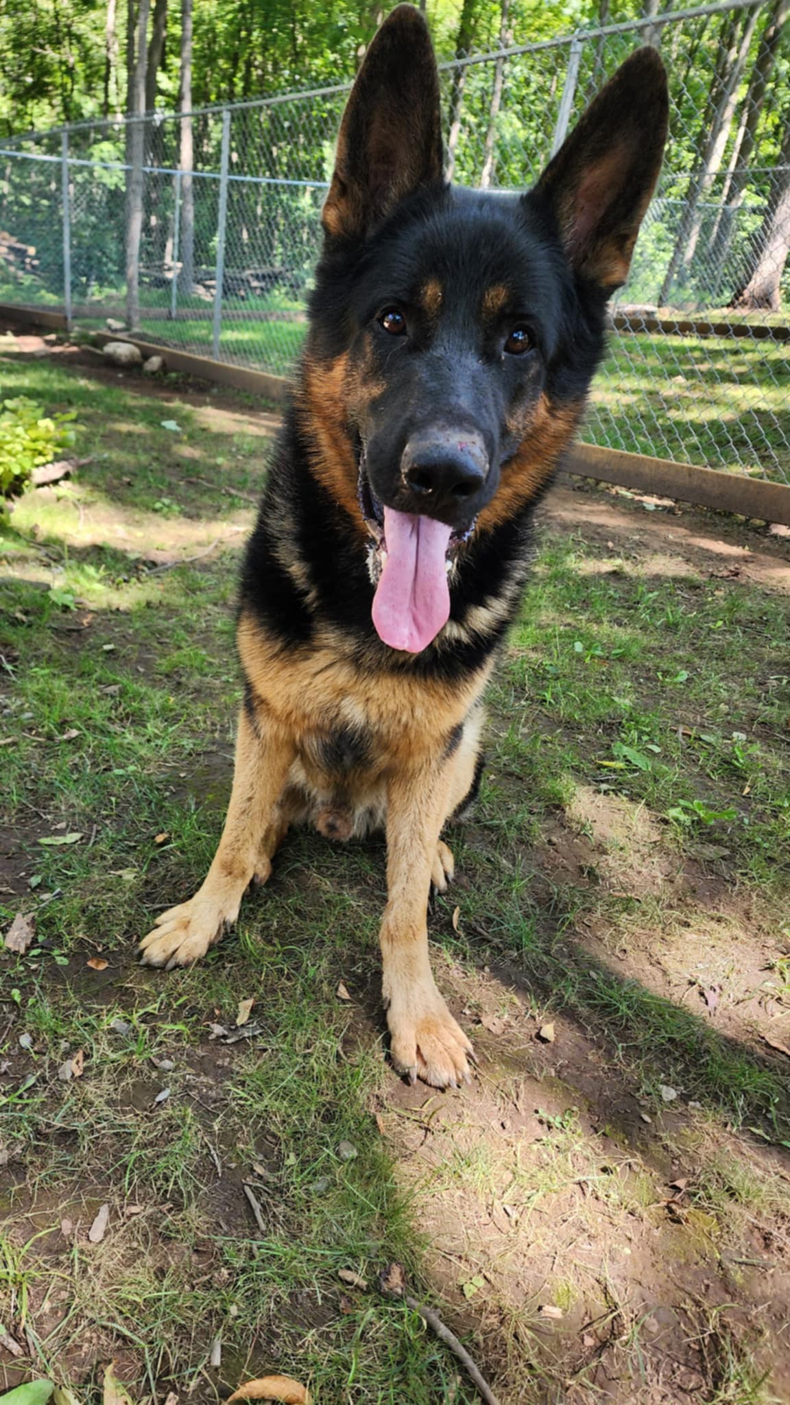 Max, a Adopted German Shepherd Dog in Addison, ON image 2/3