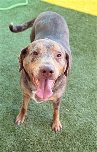 WINNIE, Adoptable, Adult Female Catahoula Leopard Dog.