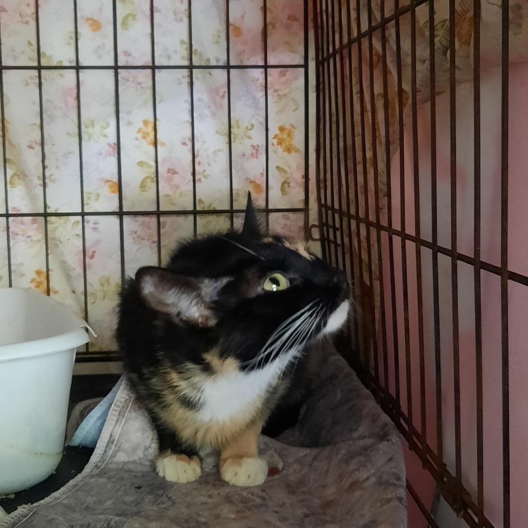 Cali, Adoptable, Adult Female Domestic Short Hair.