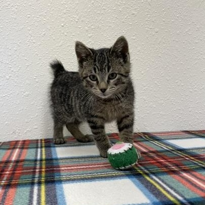 Corky, an adopted Domestic Short Hair in Red Wing, MN image 5/6
