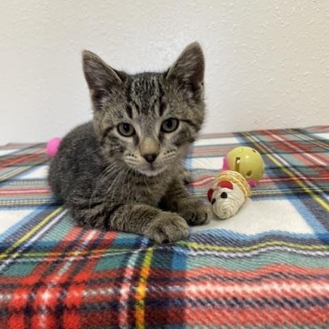 Corky, an adopted Domestic Short Hair in Red Wing, MN image 2/6