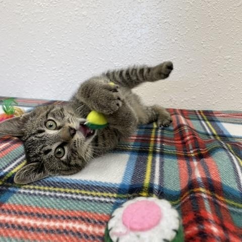Corky, an adopted Domestic Short Hair in Red Wing, MN image 4/6