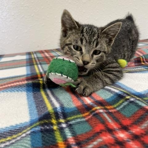 Corky, an adopted Domestic Short Hair in Red Wing, MN image 6/6