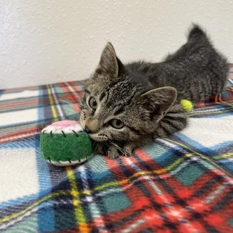 Corky, an adopted Domestic Short Hair in Red Wing, MN image 3/6