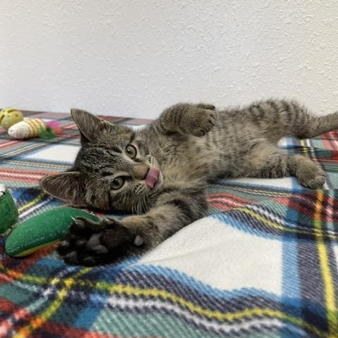 Corky, an adopted Domestic Short Hair in Red Wing, MN image 1/6