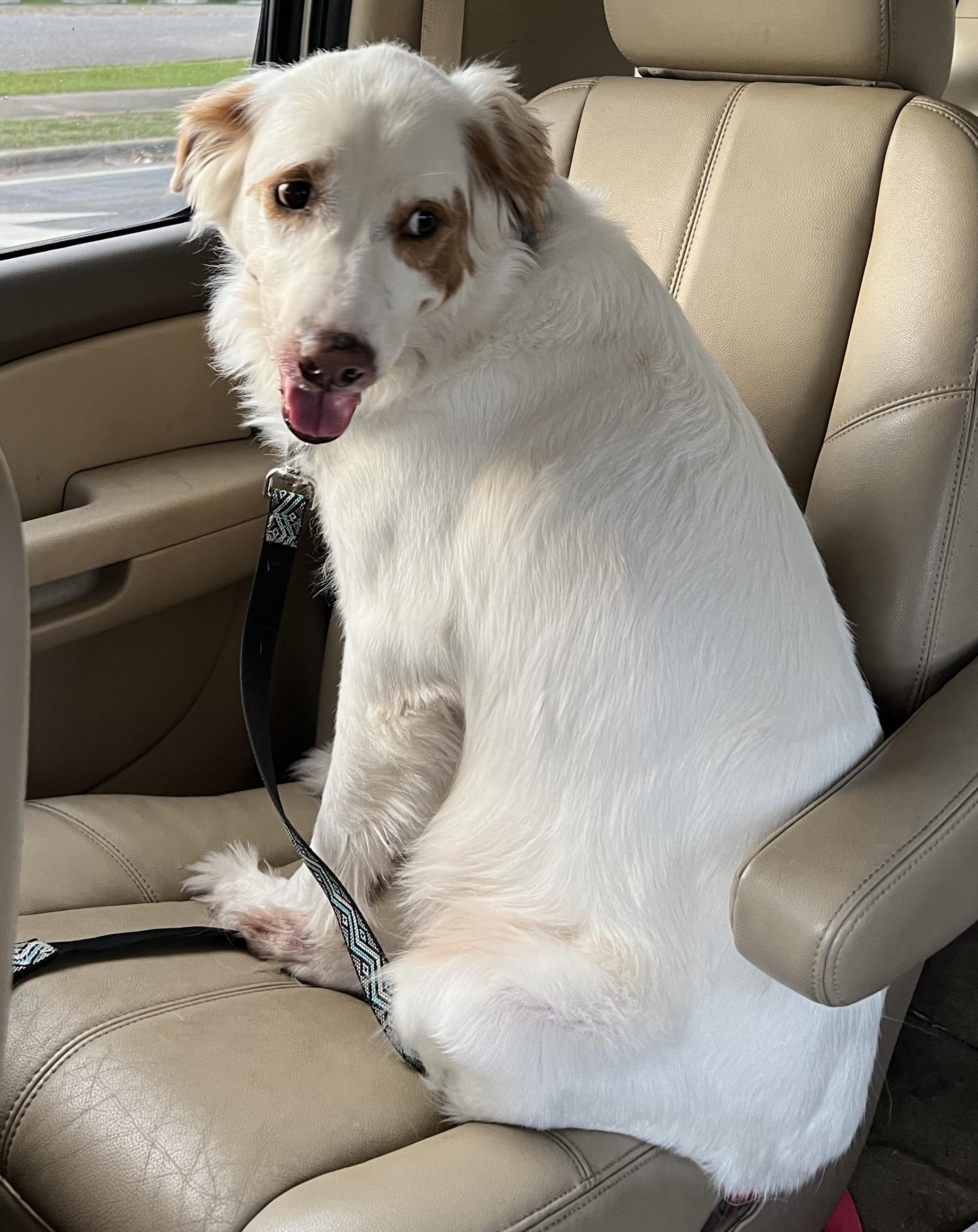 Bentley, Adoptable, Adult Male Border Collie & Collie.
