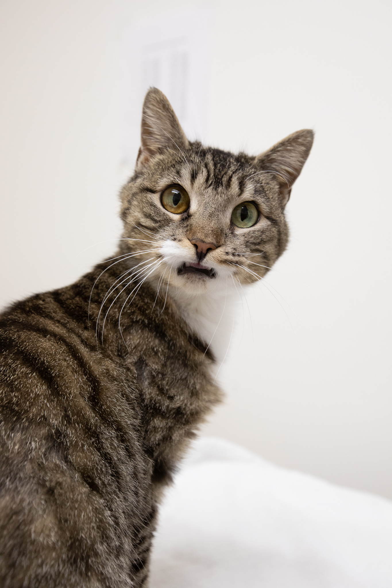 Mia, Adoptable, Adult Female Domestic Short Hair.