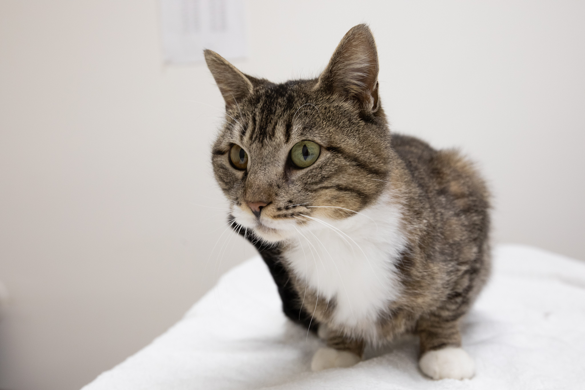 Enlarge Mia, a Adoptable Domestic Short Hair in Montclair, NJ image 3/12