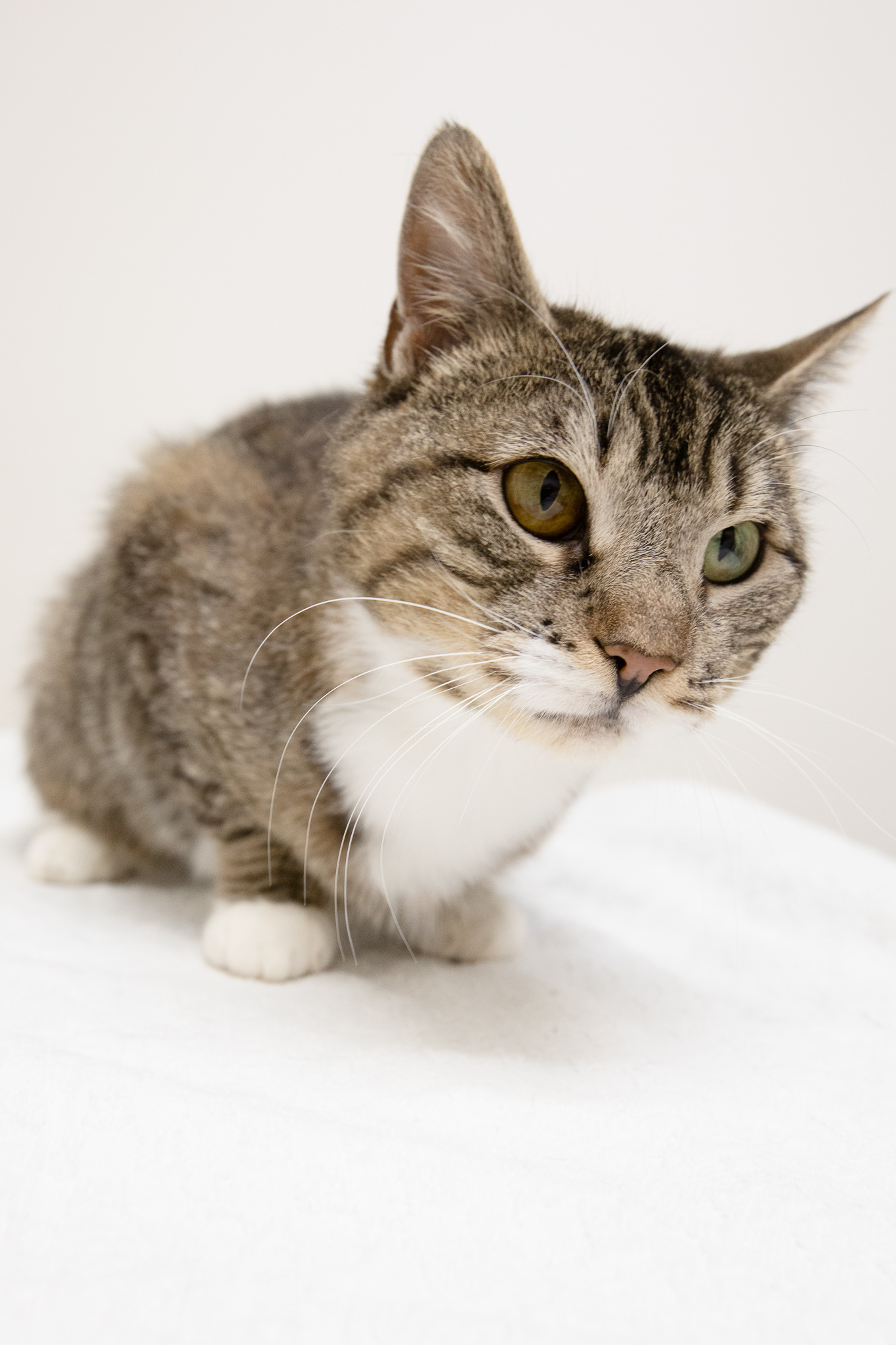 Enlarge Mia, a Adoptable Domestic Short Hair in Montclair, NJ image 4/12