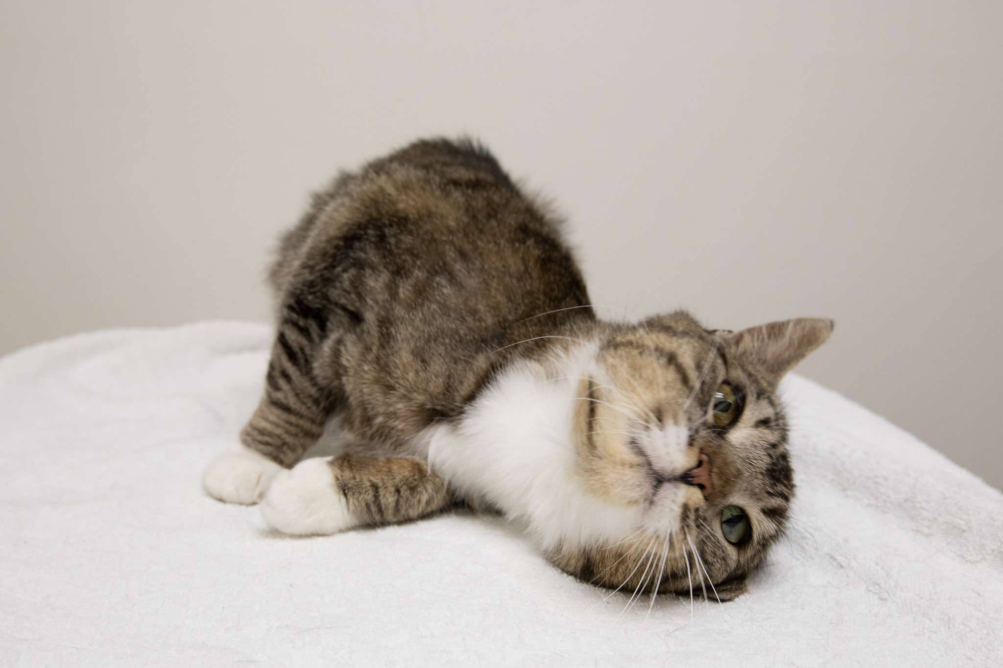 Enlarge Mia, a Adoptable Domestic Short Hair in Montclair, NJ image 5/12
