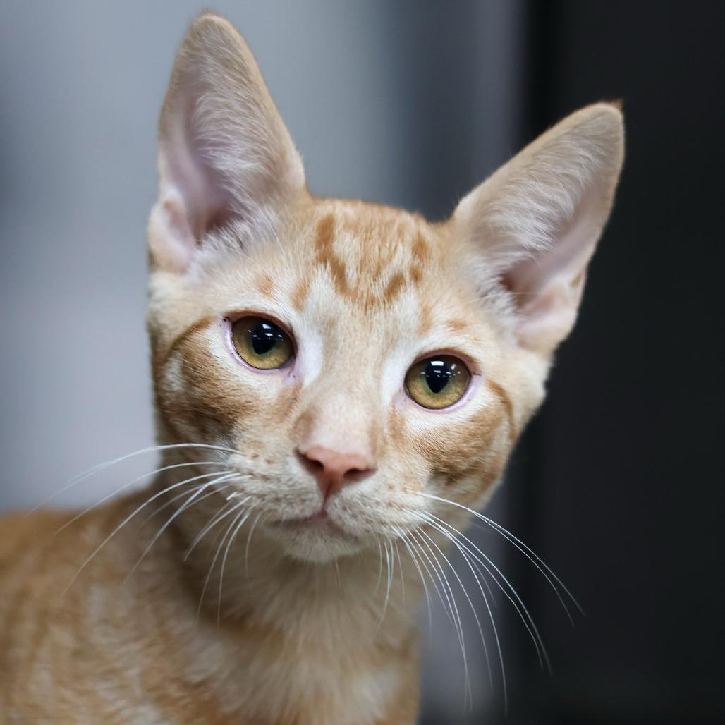Peanut adopt with Almond, Adoptable, Kitten Male Domestic Short Hair.