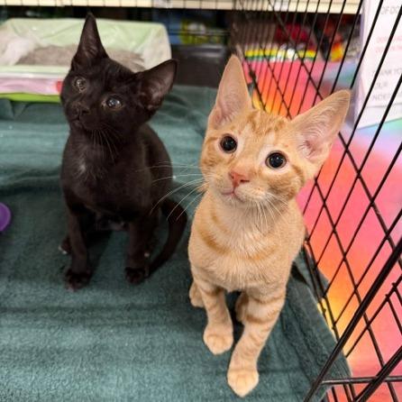 Peanut adopt with Almond, a Adoptable Domestic Short Hair in Fayetteville, GA image 2/3